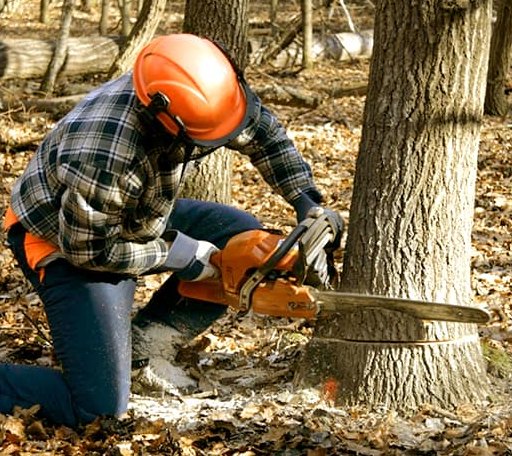 Tree Removal in Windsor, ME